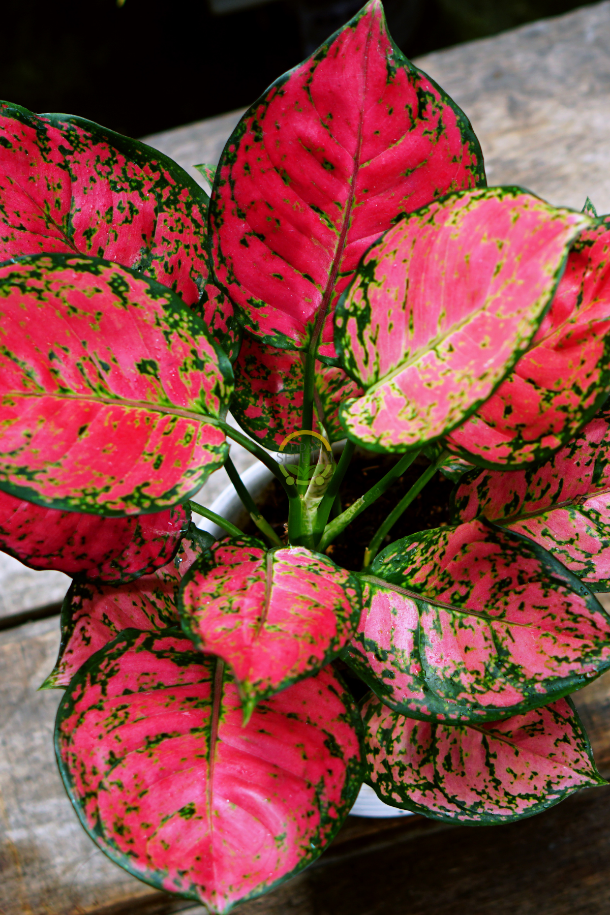 Çin Herdemyeşili Bitkisi 'Aglaonema Red Joy'