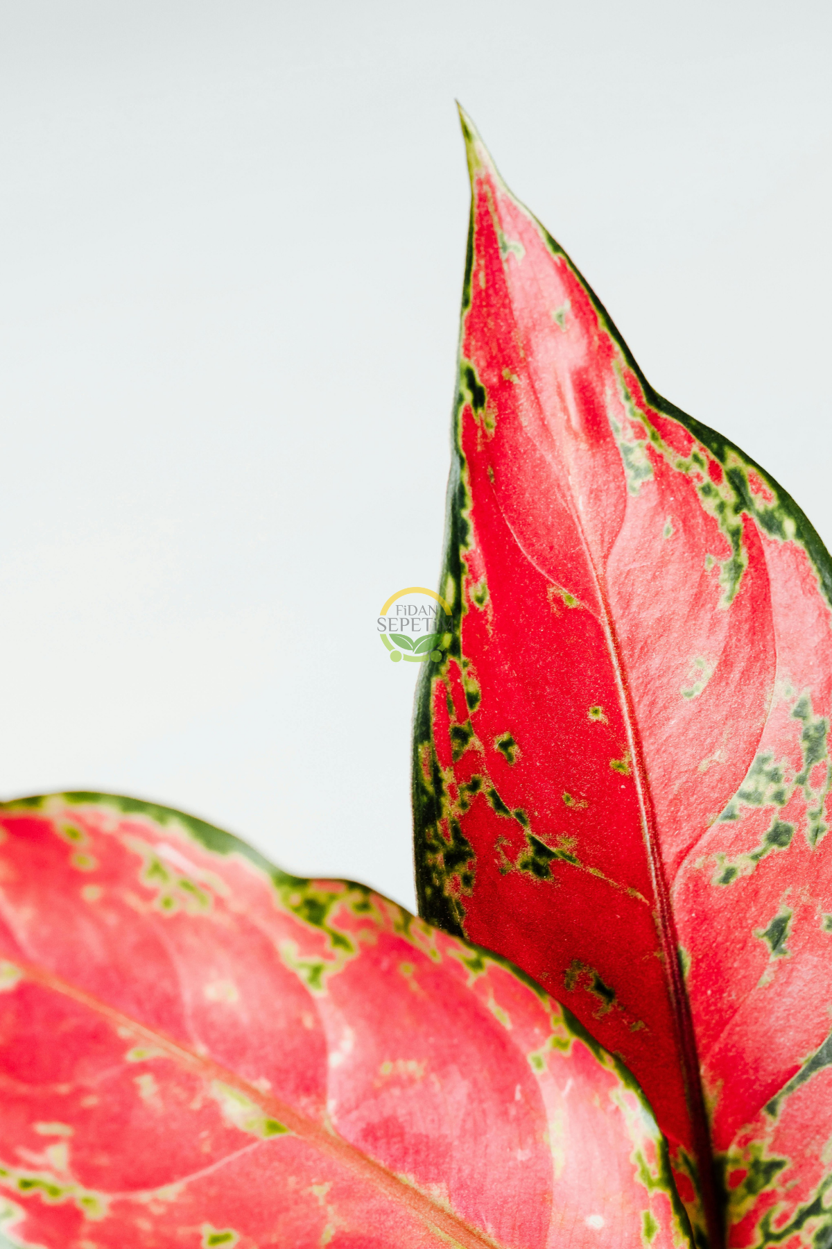 Çin Herdemyeşili Bitkisi 'Aglaonema Red Joy'