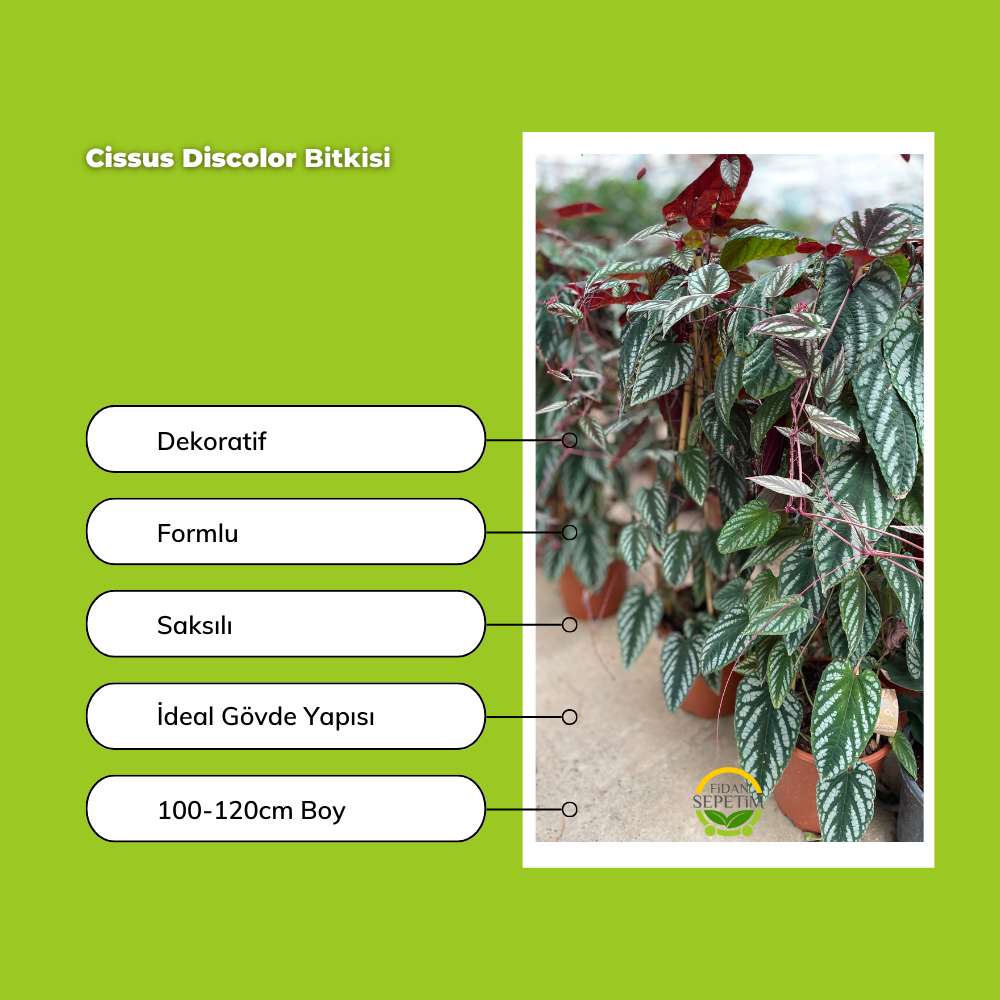 Cissus Discolor 100-120cm Cissus Discolor 100-120cm