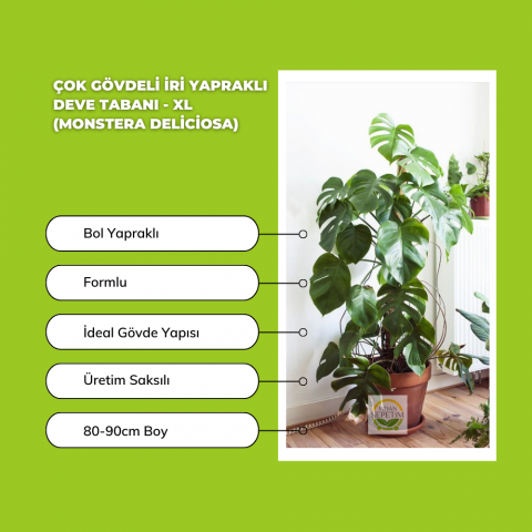 Çok Gövdeli İri Yapraklı Deve Tabanı Bitkisi XL Boy 'Monstera Deliciosa'