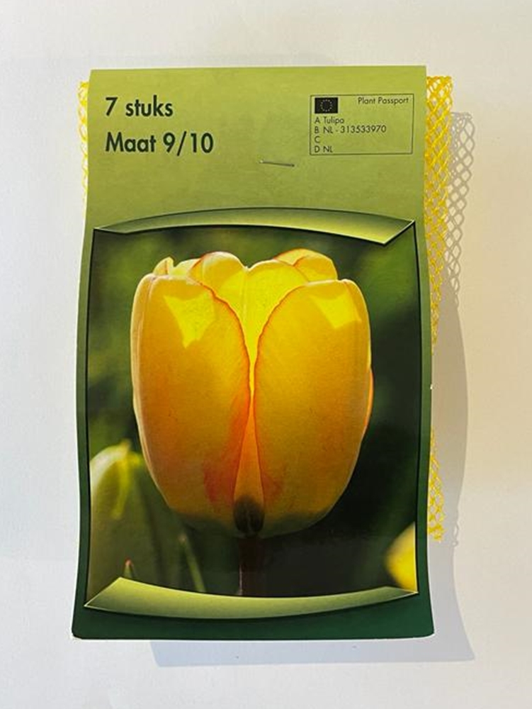 Darwin Hybrid Lale Soğanı 7 Adet Darwin Hybrid Lale Soğanı 7 Adet