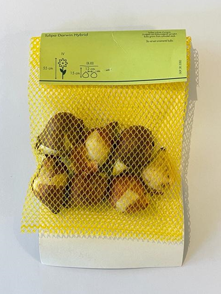 Darwin Hybrid Lale Soğanı 7 Adet Darwin Hybrid Lale Soğanı 7 Adet