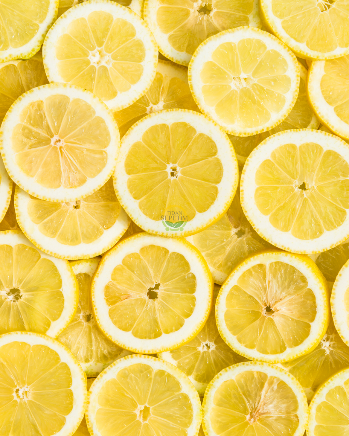 Dekoratif Saksılı Tijli Limon Fidanı