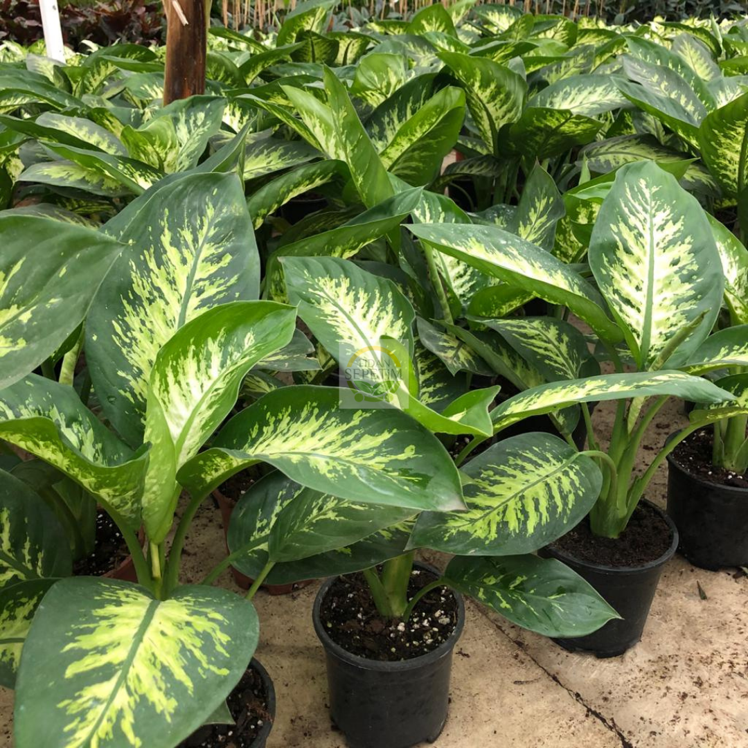 Difenbahya 'Tropic Snow' Bitkisi 40-50cm Difenbahya 'Tropic Snow' Bitkisi 40-50cm