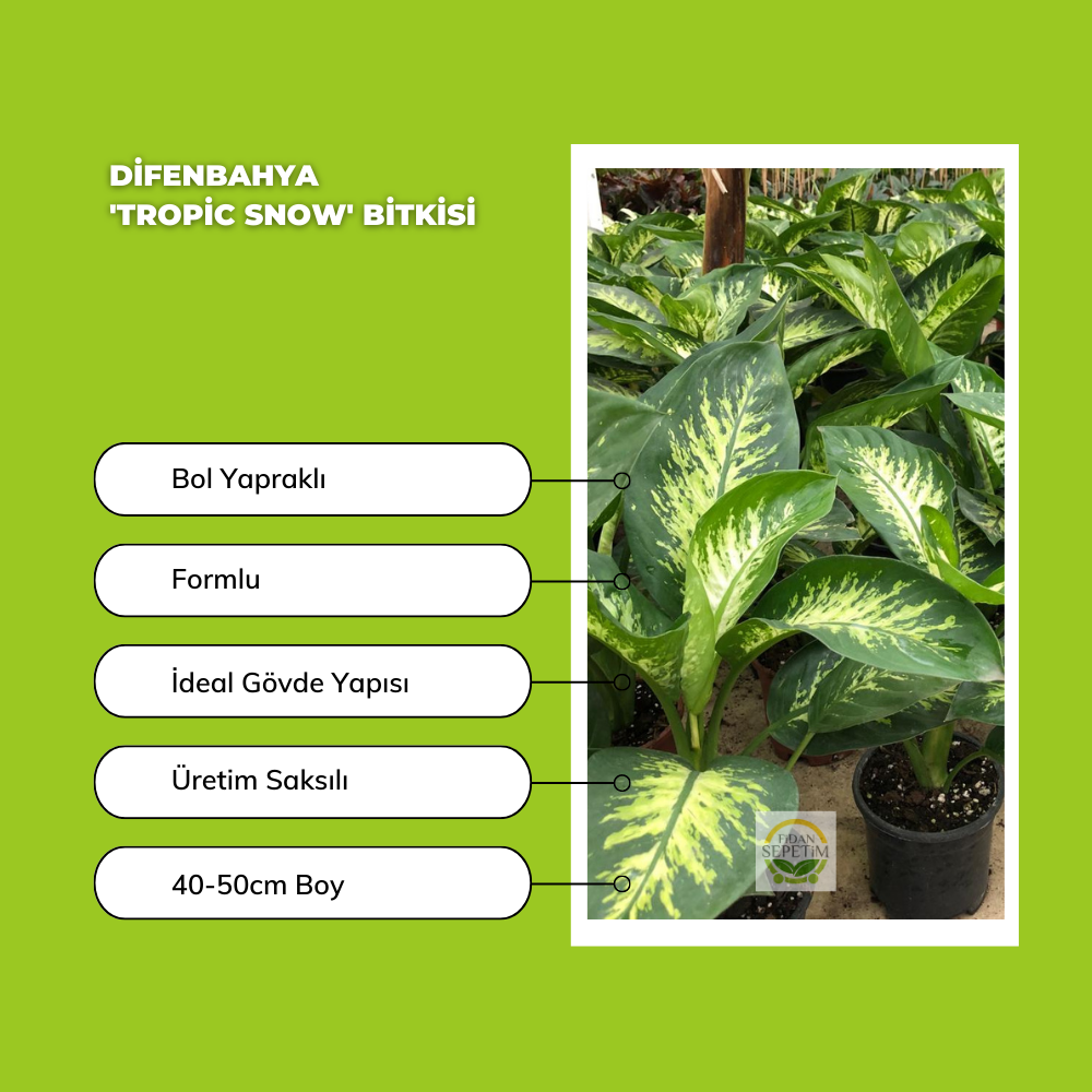 Difenbahya 'Tropic Snow' Bitkisi 40-50cm Difenbahya 'Tropic Snow' Bitkisi 40-50cm
