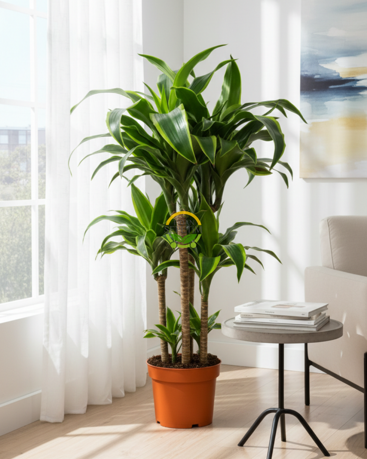 Dracaena Fragrans Dorado Bitkisi L Boy Dracaena Fragrans Dorado Bitkisi L Boy