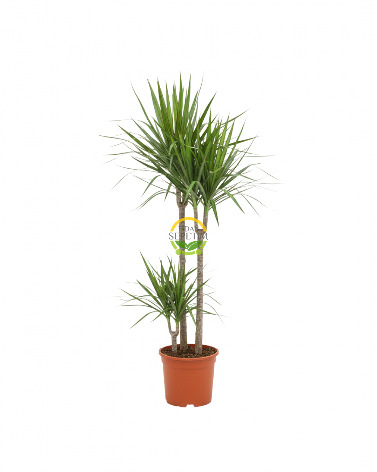 Dracaena Marginata Çiçeği 2 Gövdeli 80-100cm
