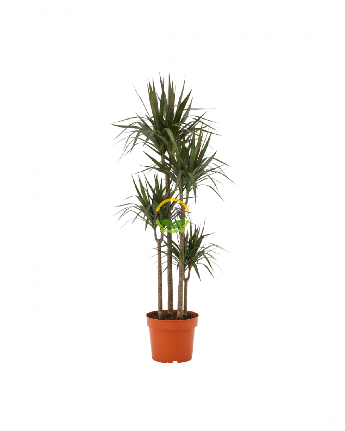 Dracaena Marginata Çiçeği 4 Gövdeli 150-160cm