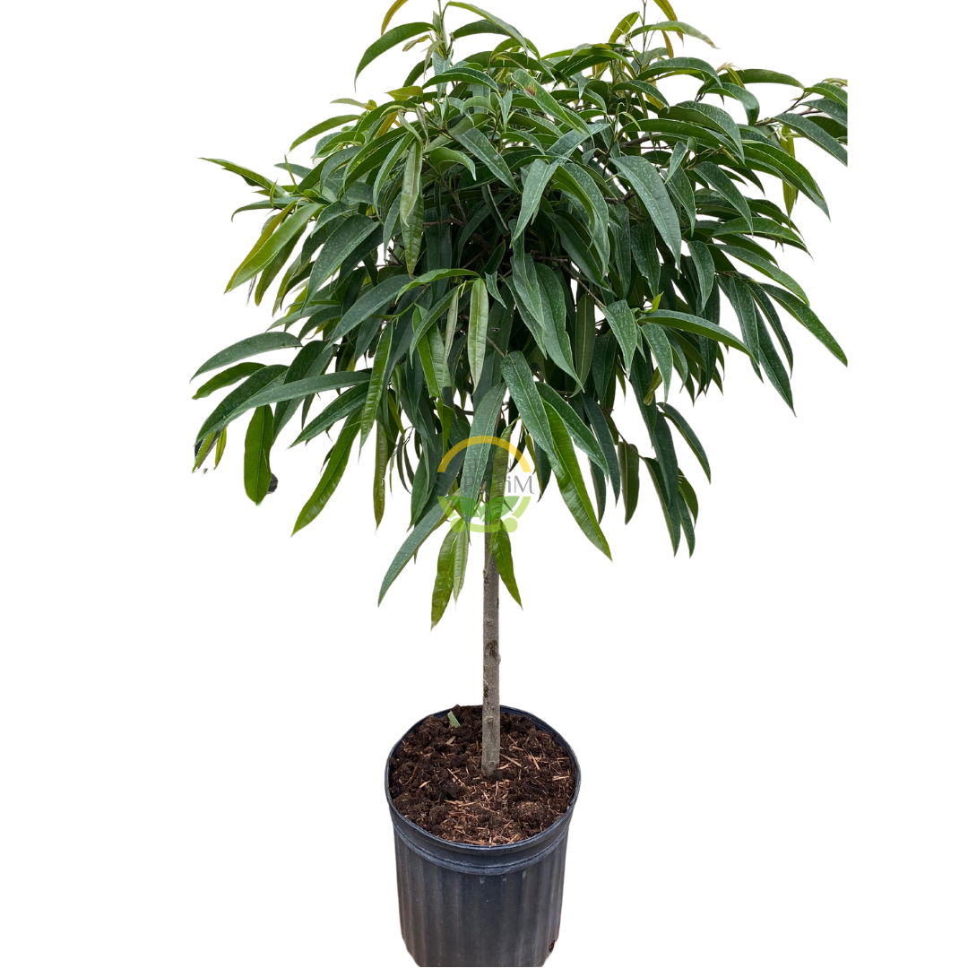 Ficus Alii Bitkisi 'Ficus Maclellandii' 140-150cm Ficus Alii Bitkisi 'Ficus Maclellandii' 140-150cm