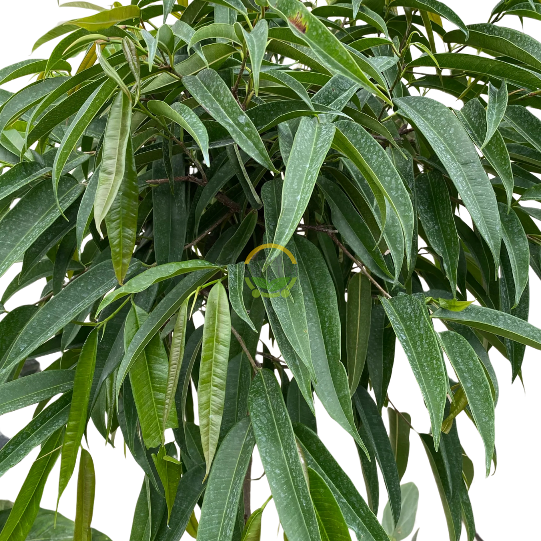 Ficus Alii Bitkisi 'Ficus Maclellandii' 140-150cm Ficus Alii Bitkisi 'Ficus Maclellandii' 140-150cm
