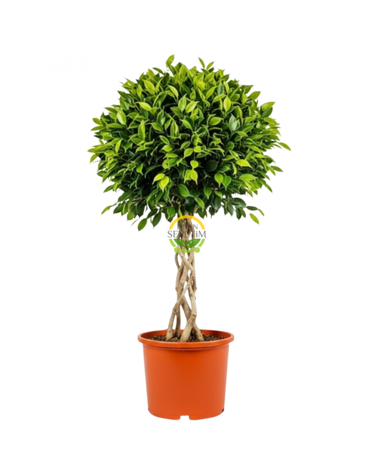 Ficus Benjamin Bitkisi Kafes Örgülü 120-140cm