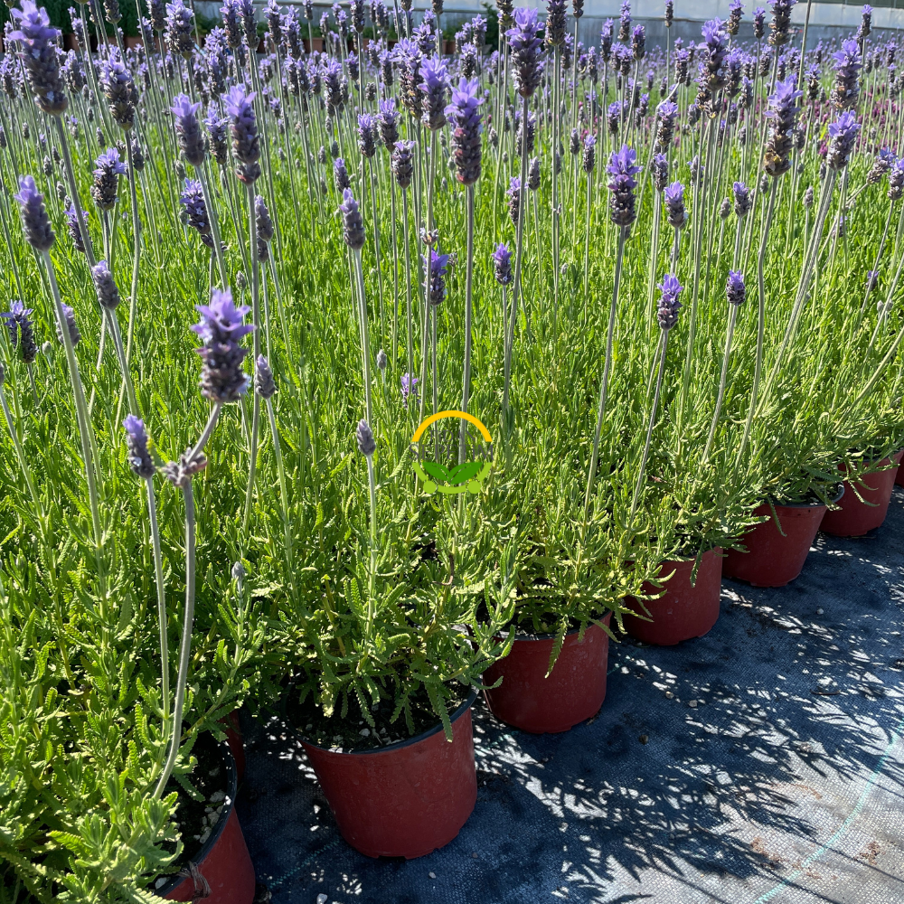 Fransız Lavanta Fidesi 'Lavandula Dentata' 3 Adet