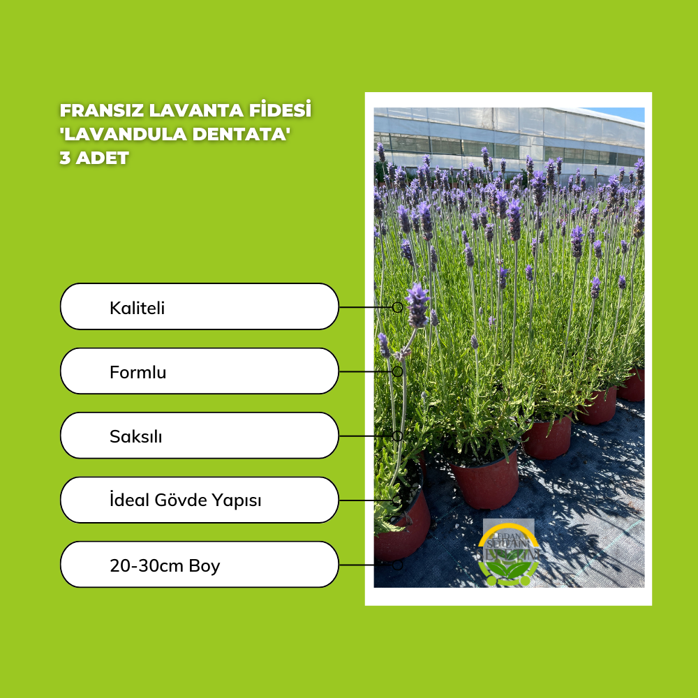 Fransız Lavanta Fidesi 'Lavandula Dentata' 3 Adet Fransız Lavanta Fidesi 'Lavandula Dentata' 3 Adet