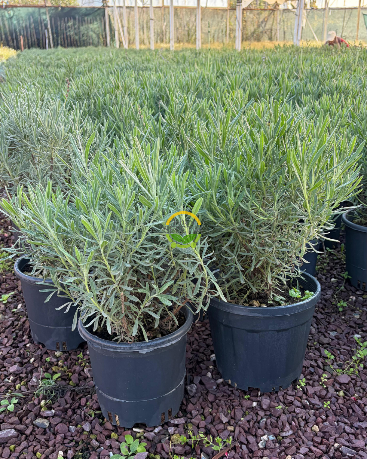 Fransız Lavanta Fidesi 'Lavandula Dentata' 3 Litre Saksıda Fransız Lavanta Fidesi 'Lavandula Dentata' 3 Litre Saksıda