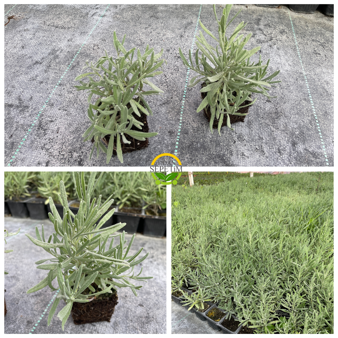 Fransız Lavanta Fidesi 'Lavandula Dentata' 48 Adet