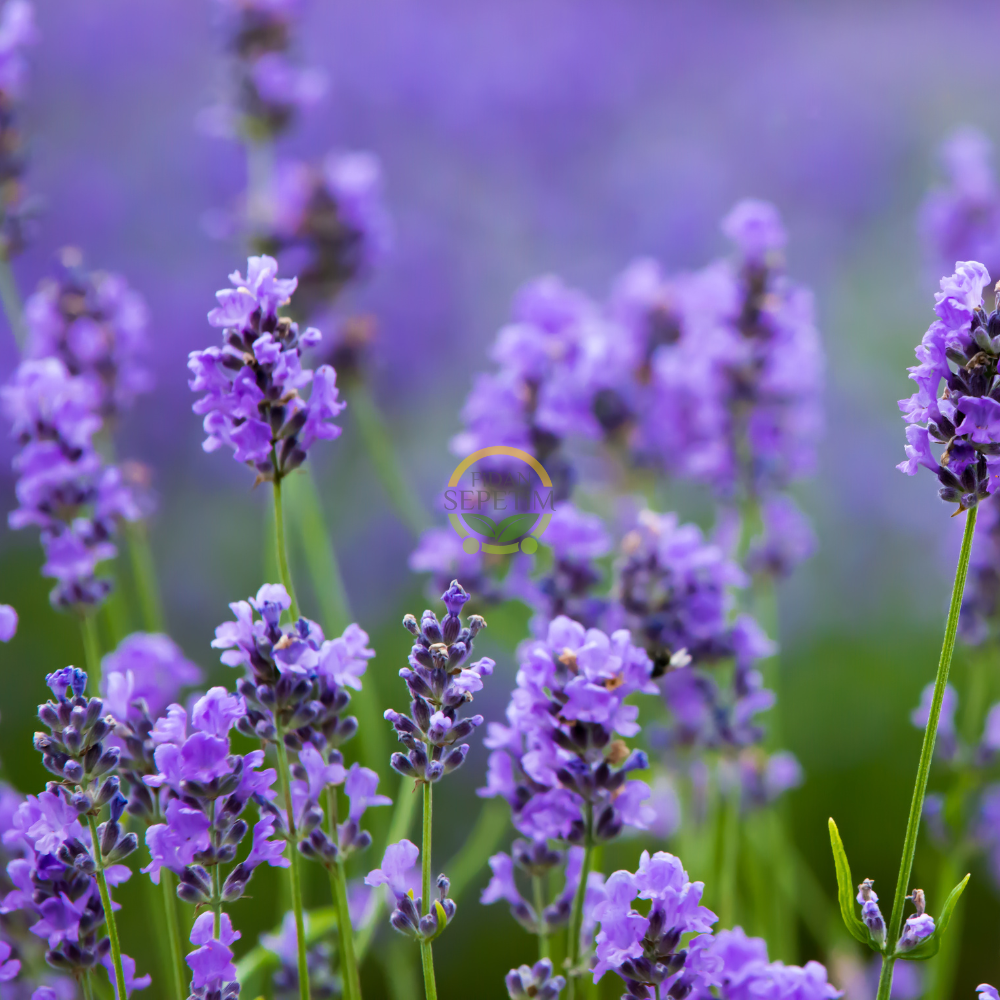 Fransız Lavanta Fidesi 'Lavandula Dentata' 5 Adet Fransız Lavanta Fidesi 'Lavandula Dentata' 5 Adet