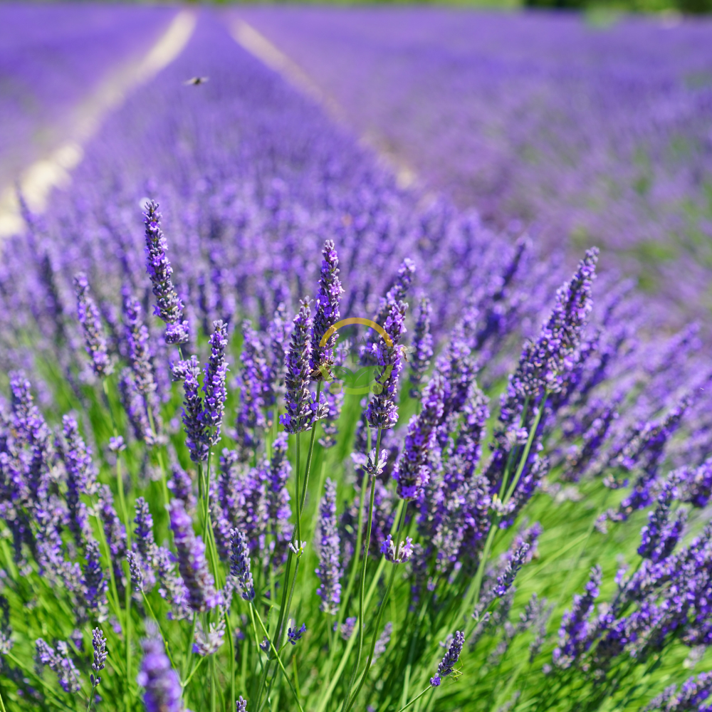 Fransız Lavanta Fidesi 'Lavandula Dentata' 5 Adet