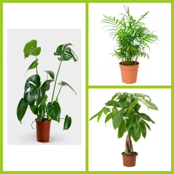 3'lü İç Mekan Bitkileri Paketi 3'lü İç Mekan Bitkileri Paketi