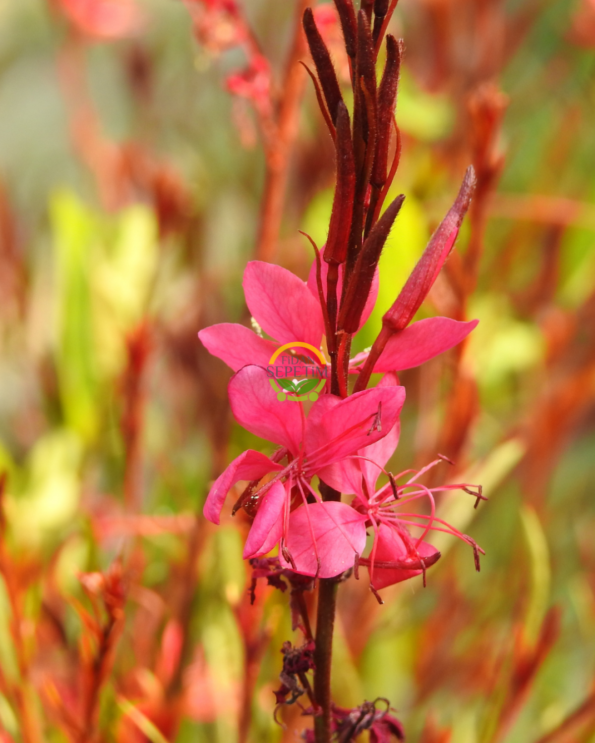 Gaura Çalısı 'Gaura lindhemeria'