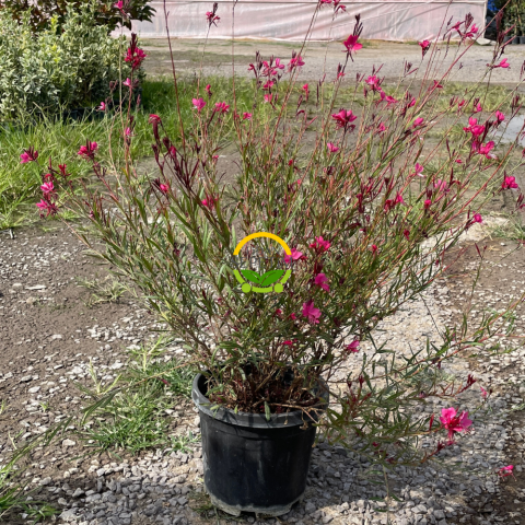 Gaura Çalısı 'Gaura lindhemeria' Gaura Çalısı 'Gaura lindhemeria'