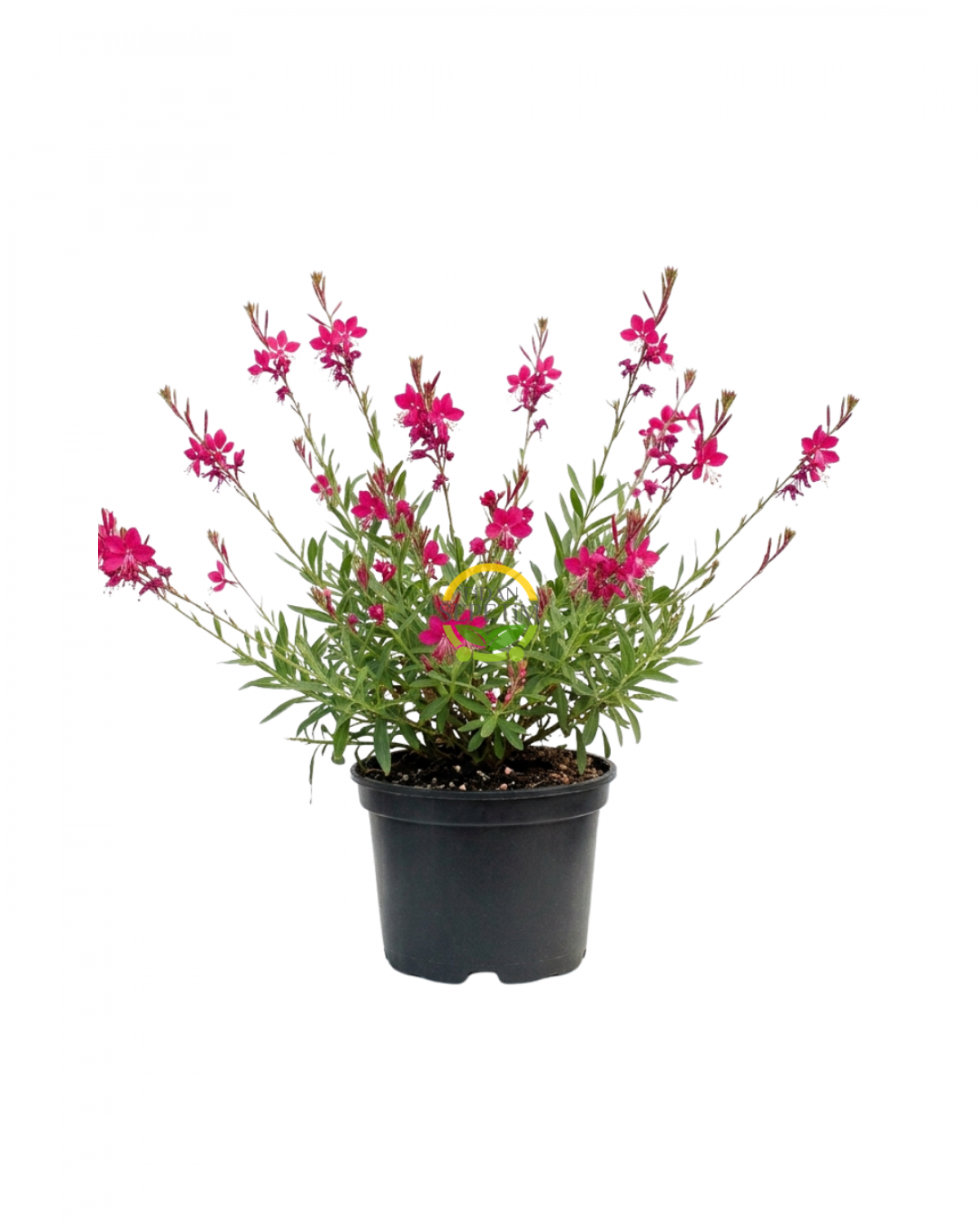 Gaura Çalısı 'Gaura lindhemeria'