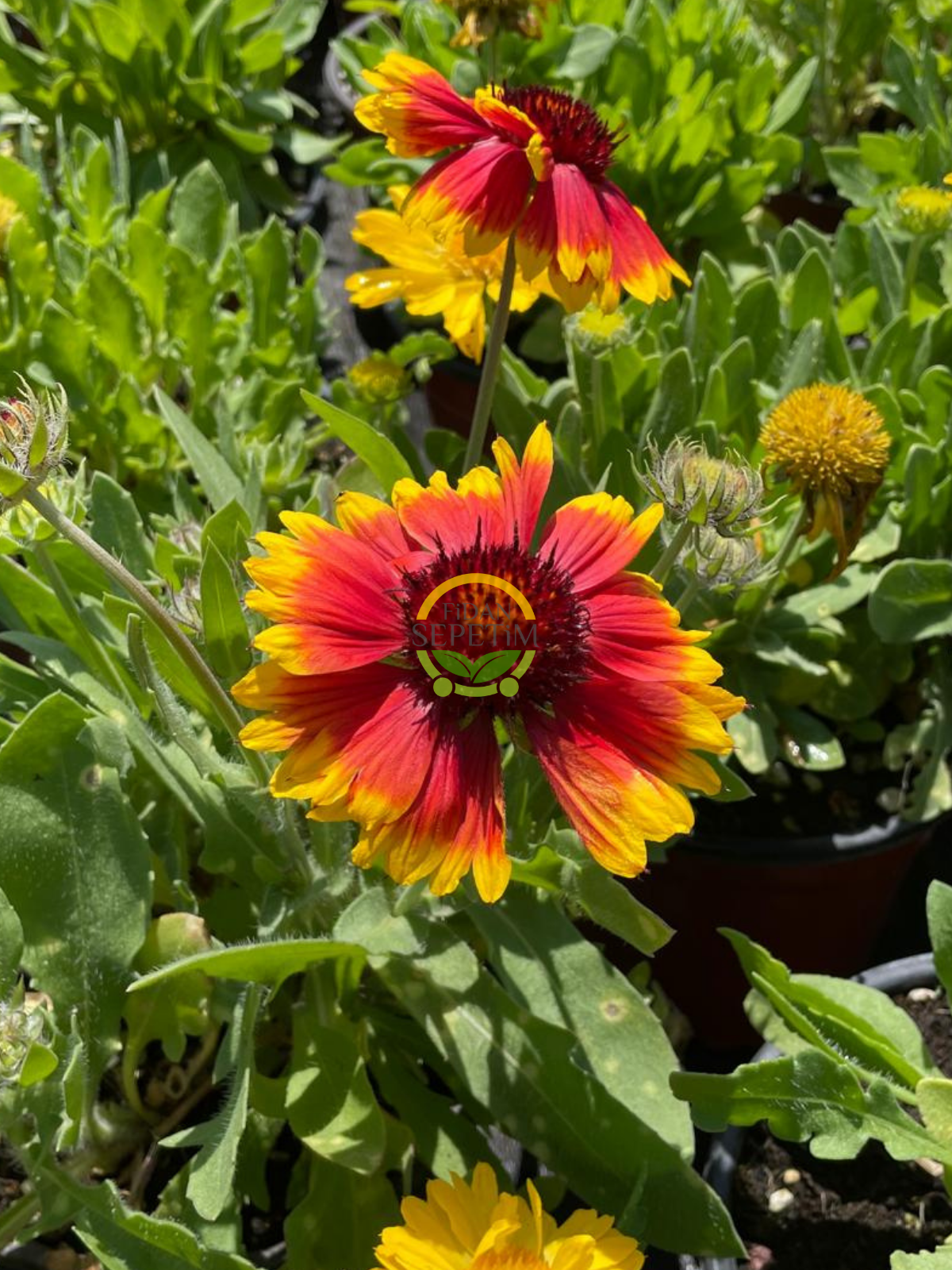 Gayret Çiçeği 'Gaillardia Grandiflora' 3 Adet