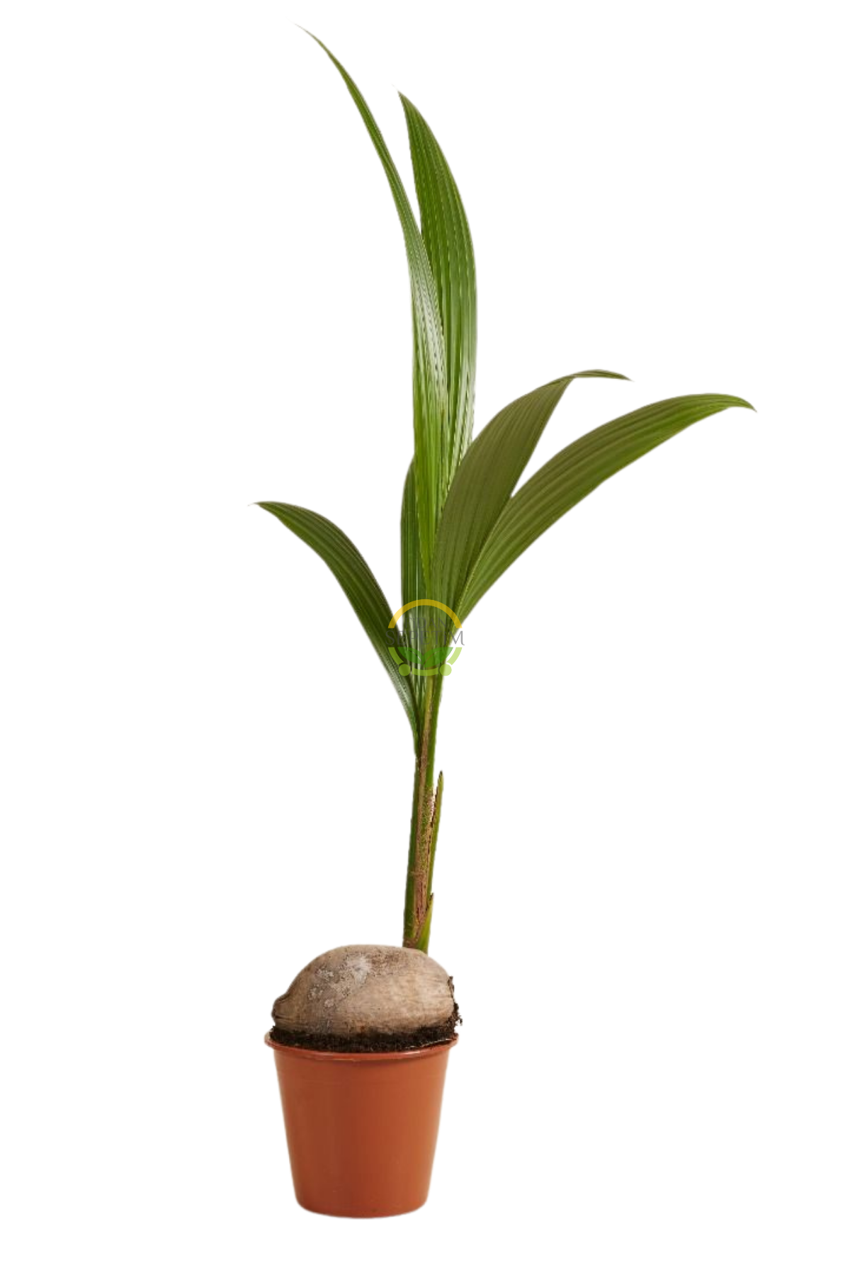 Hindistan Cevizi Palmiyesi Bitkisi XL Boy 'Cocos Nucifera Hindistan Cevizi Palmiyesi Bitkisi XL Boy 'Cocos Nucifera