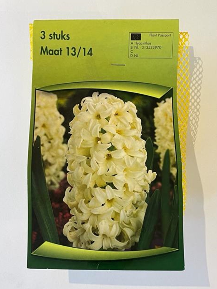 Hyacinthus Orientalis Beyaz Sümbül Soğanı 3 Adet