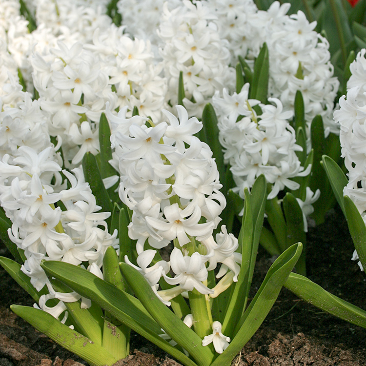 Hyacinthus Orientalis Beyaz Sümbül Soğanı 3 Adet