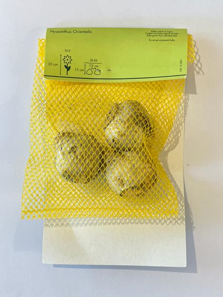 Hyacinthus Orientalis Beyaz Sümbül Soğanı 3 Adet