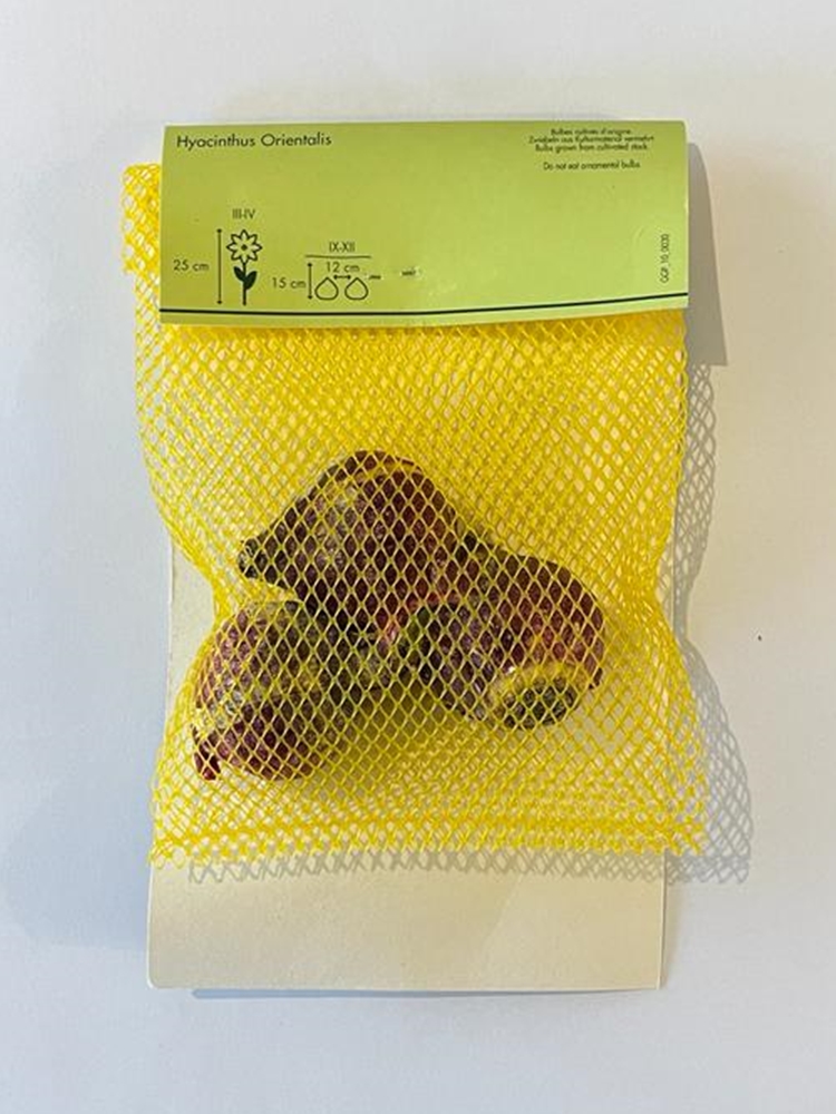 Hyacinthus Orientalis Sümbül Soğanı 3 Adet Hyacinthus Orientalis Sümbül Soğanı 3 Adet