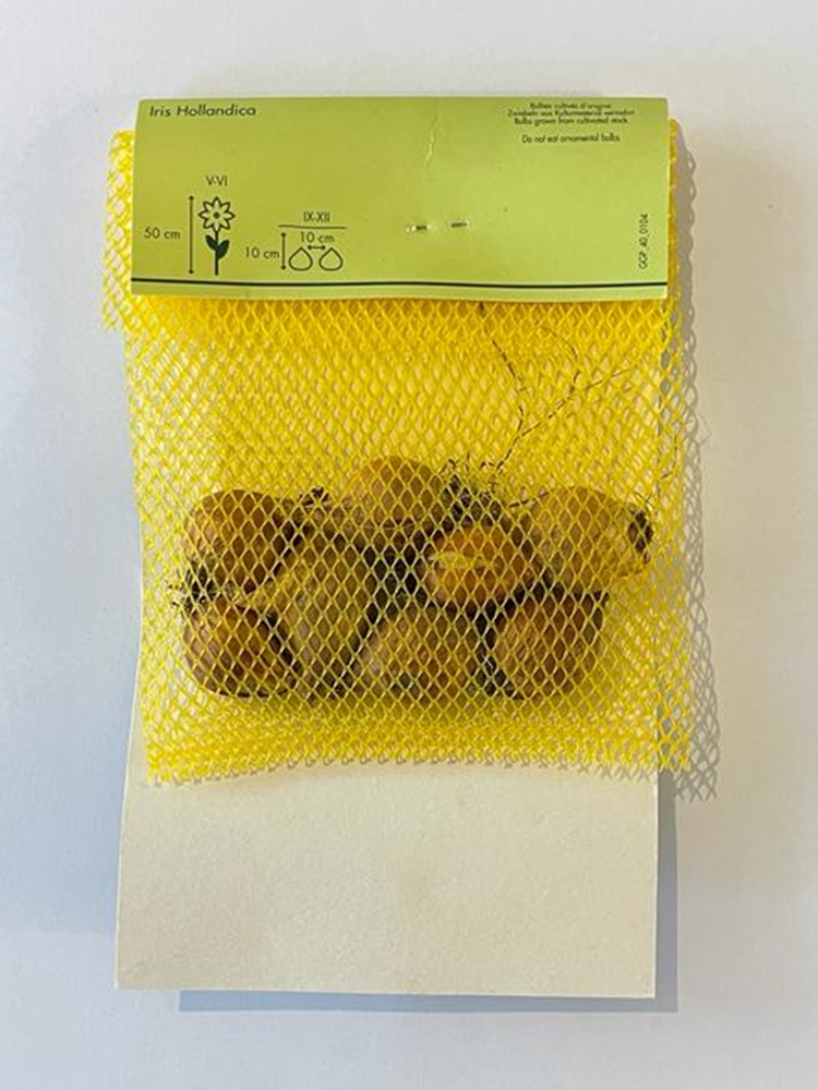 İris Hollandica Lale Soğanı 8 Adet İris Hollandica Lale Soğanı 8 Adet