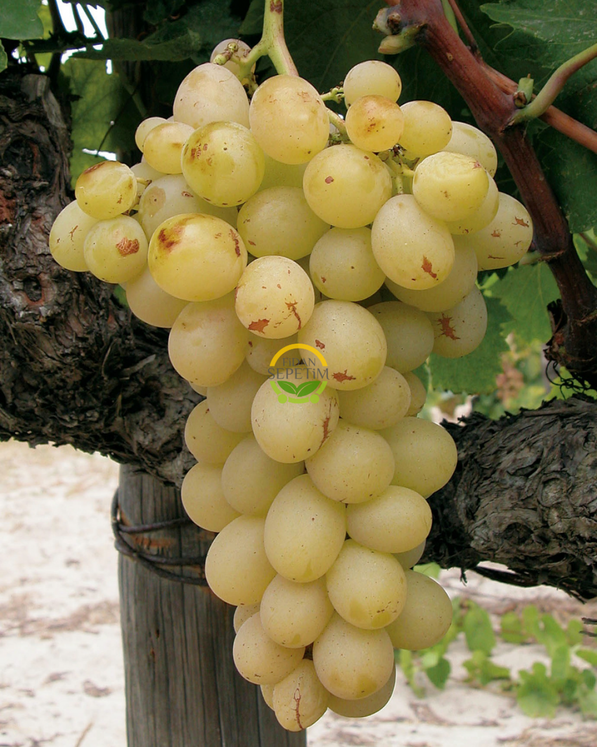 İtalya Üzüm Fidanı 'Açık Kök'