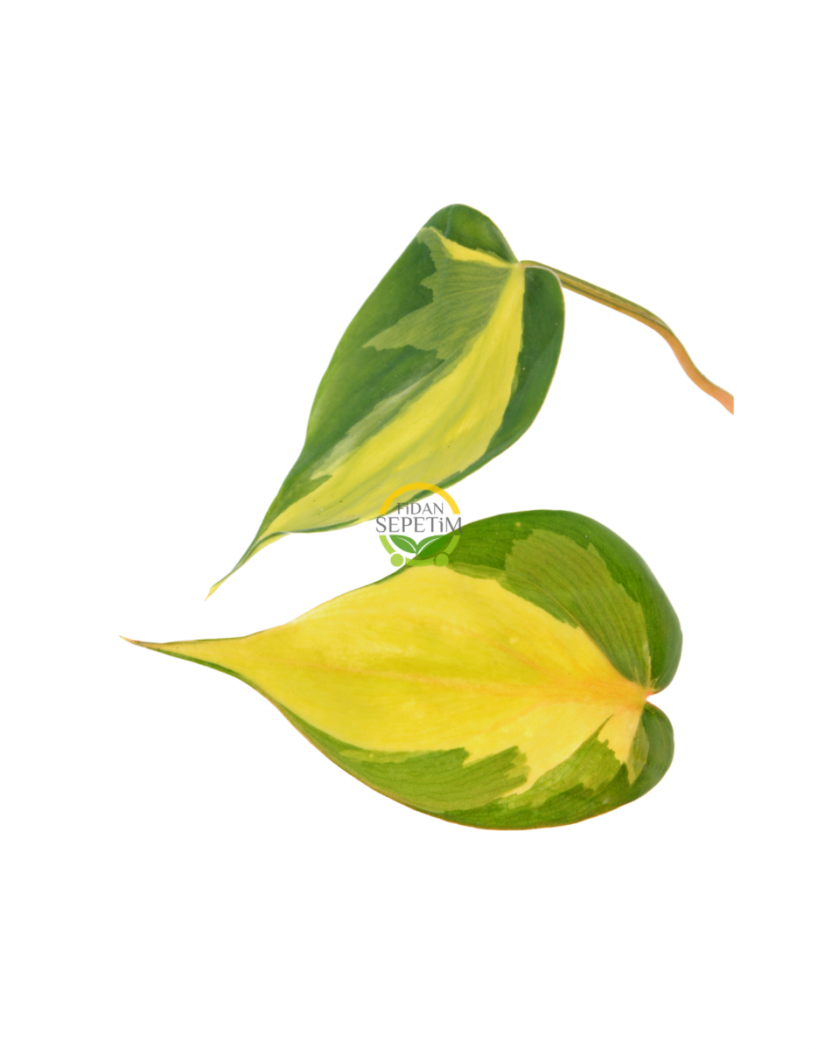 Kalp Yapraklı Alacalı Renkli Salon Sarmaşığı 'Philodendron Scandens Brasil'