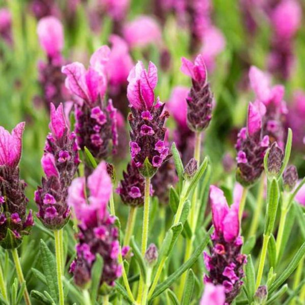 Karabaş Otu Fidesi 'Lavandula Stoechas Dark Pink' 3 Adet Karabaş Otu Fidesi 'Lavandula Stoechas Dark Pink' 3 Adet