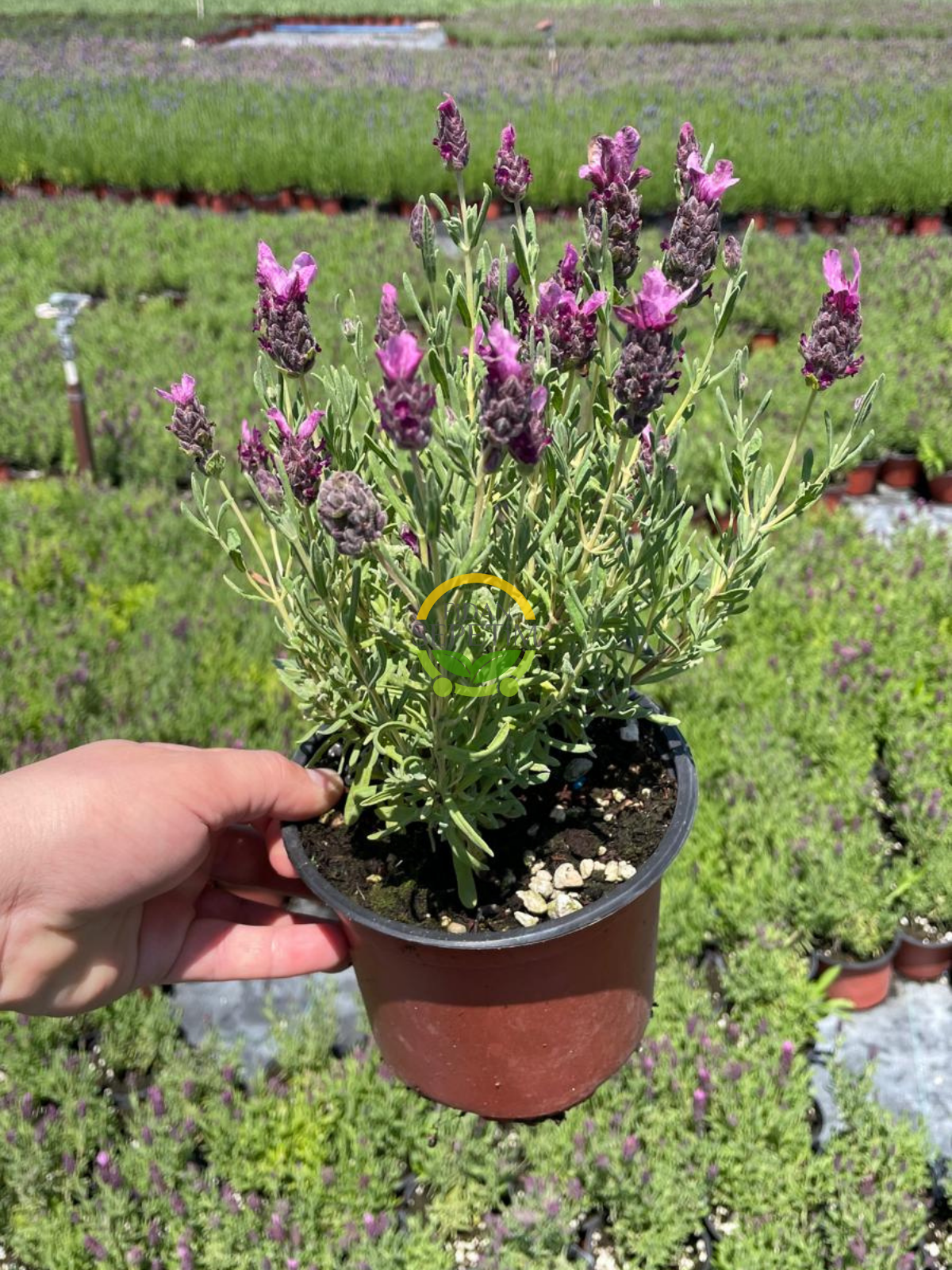 Karabaş Otu Fidesi 'Lavandula Stoechas Dark Pink' 3 Adet