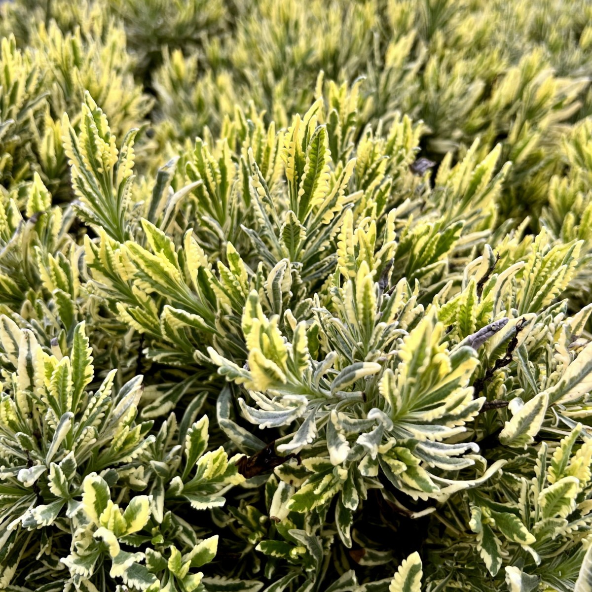 Karabaş Otu Fidesi 'Lavandula Variegata' 3 Adet Karabaş Otu Fidesi 'Lavandula Variegata' 3 Adet