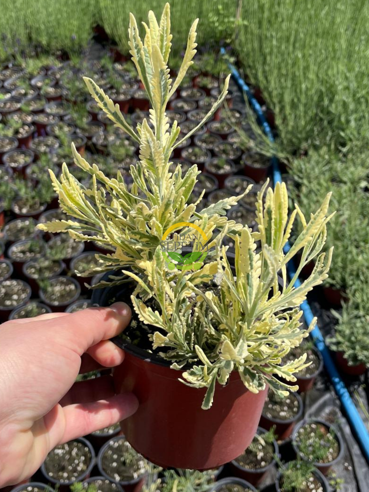 Karabaş Otu Fidesi 'Lavandula Variegata' 3 Adet