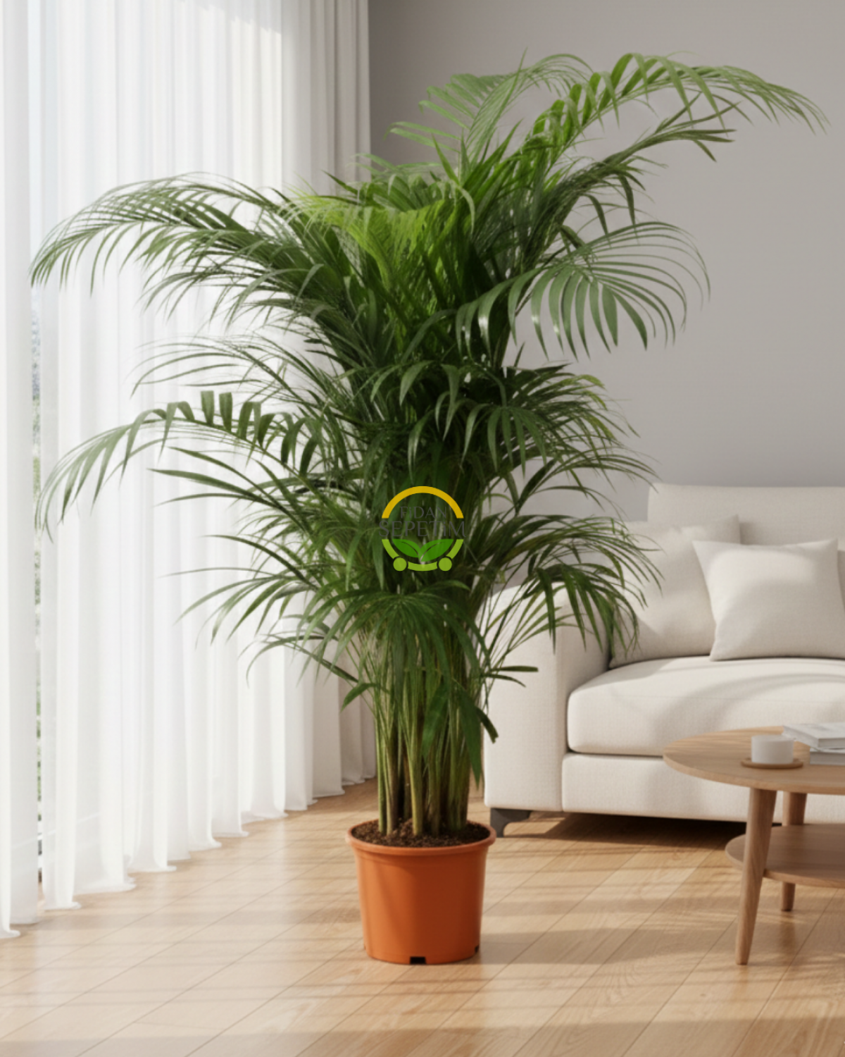 Kentia Palmiyesi Bitkisi XL Boy  'Howea Forsteriana' 140-160cm