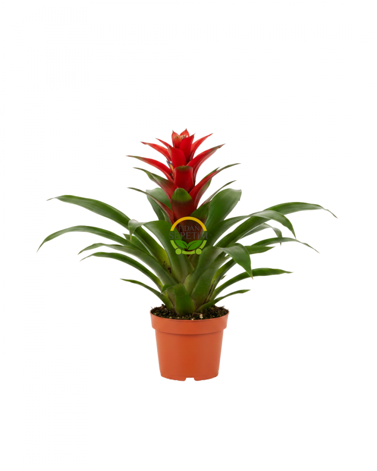 Kırmızı Guzmanya Çiçeği