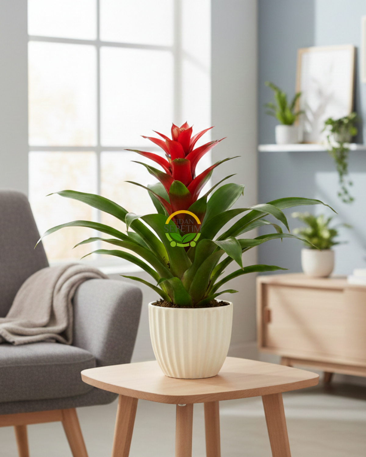 Kırmızı Guzmanya Çiçeği