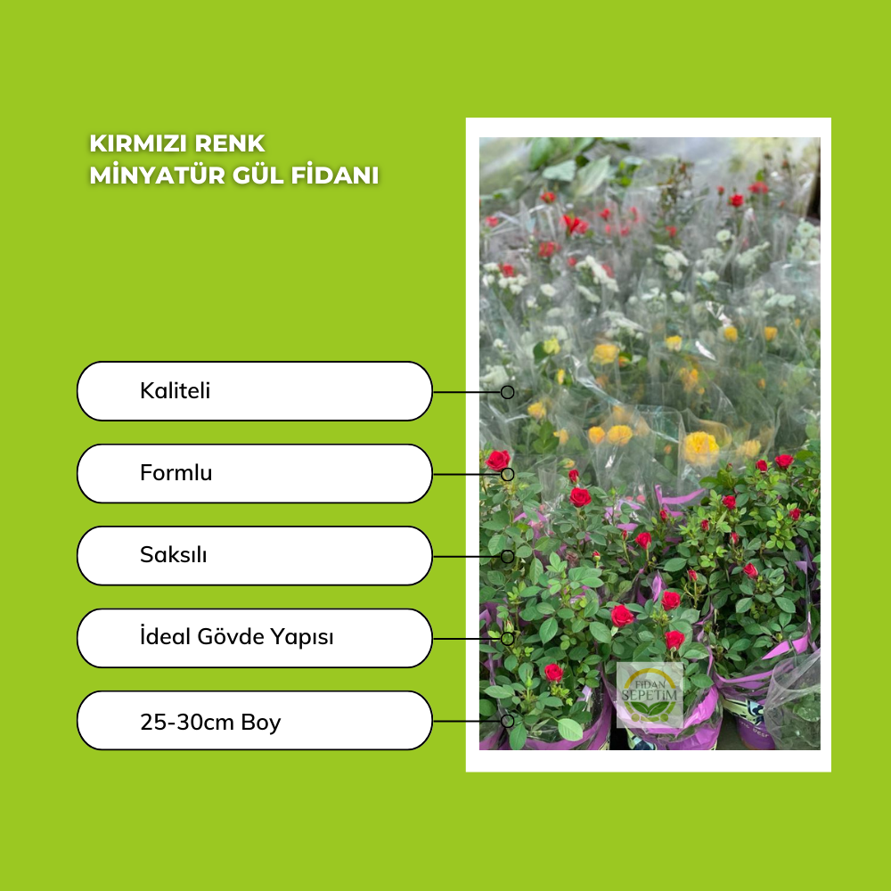 Kırmızı Renk Minyatür Gül Fidanı Kırmızı Renk Minyatür Gül Fidanı