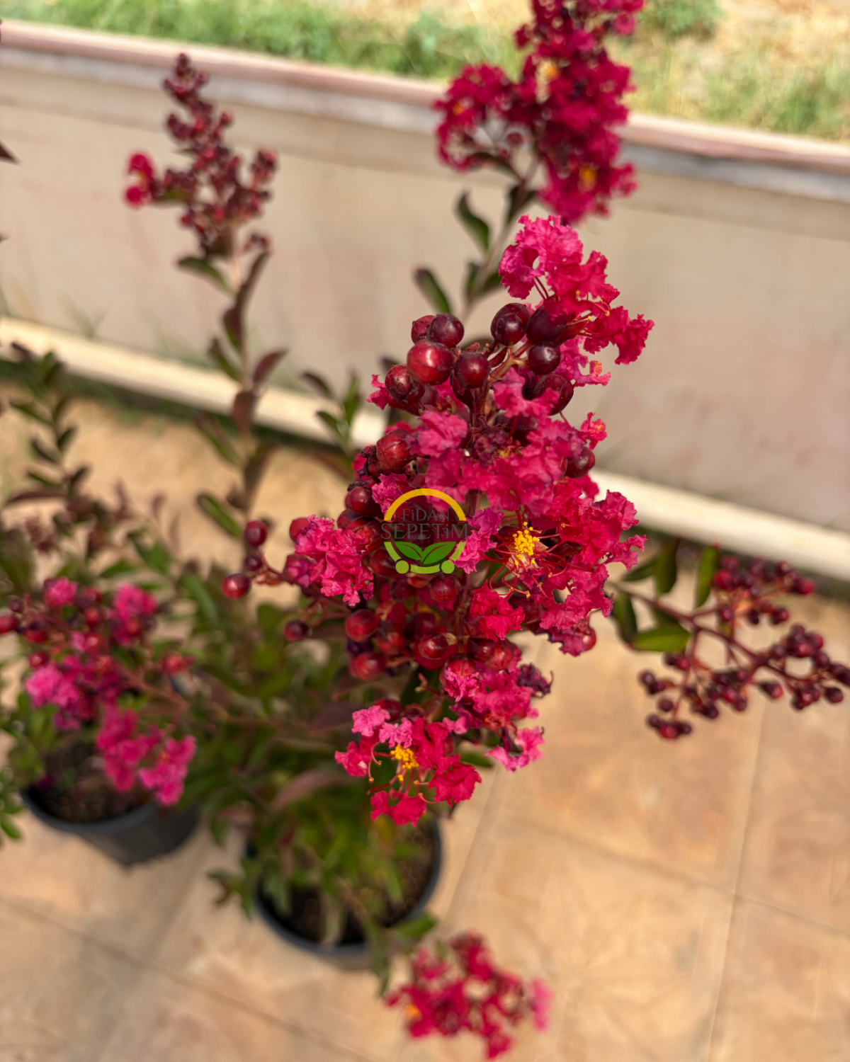 Kırmızı Renk Oya Ağacı Fidanı 'Lagerstroemia indica'