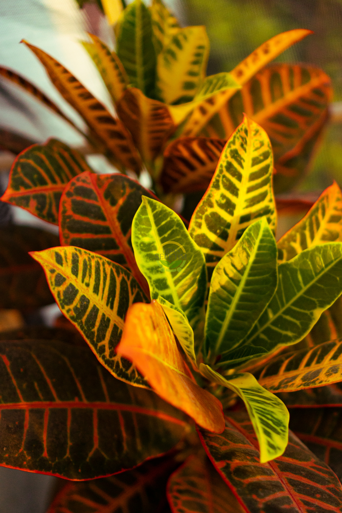 Kroton Bitkisi XL Boy 'Croton Mammey'