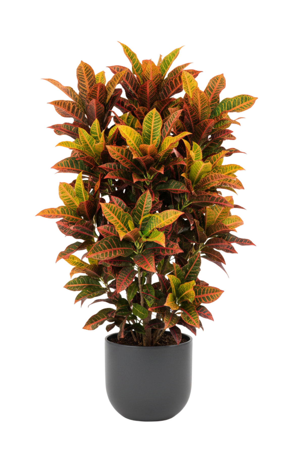 Kroton Bitkisi XL Boy 'Croton Mammey'