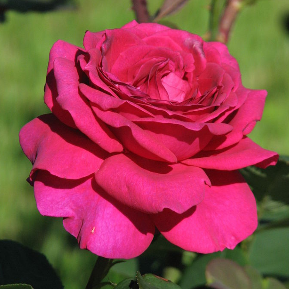 Lady Rose Gül Fidanı - Koyu Pembe Lady Rose Gül Fidanı - Koyu Pembe