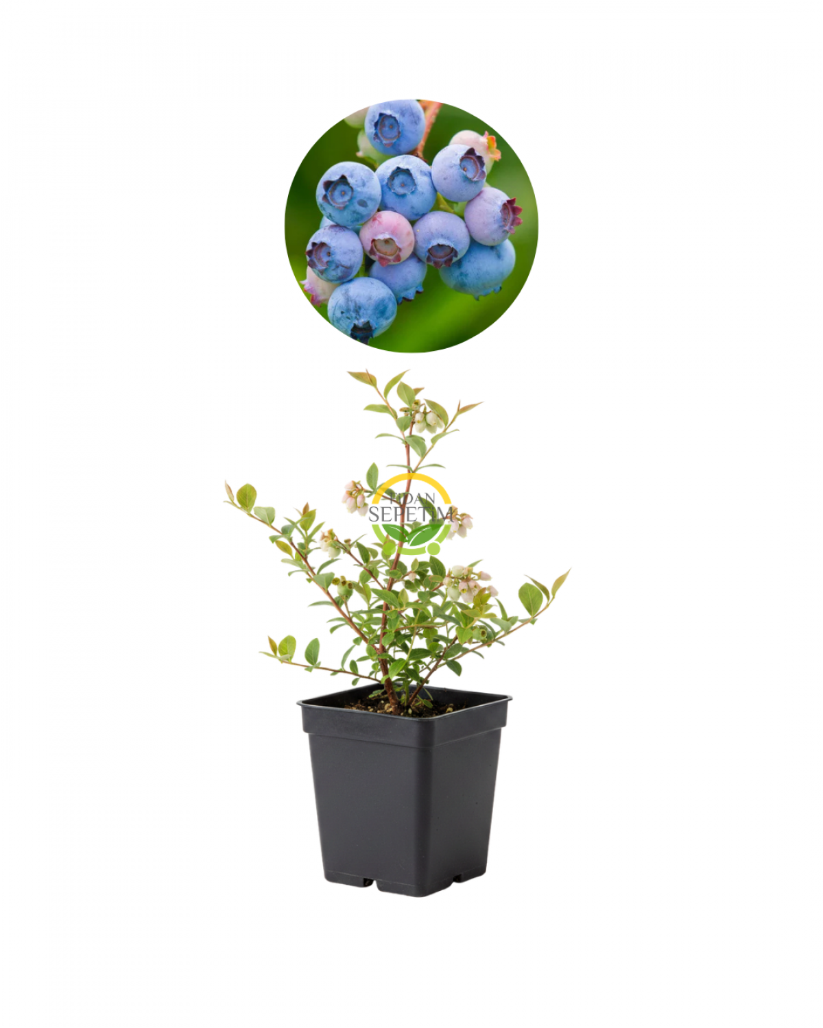 Legacy Yaban Mersini Fidanı (2 Yaş) – 5’li Paket Legacy Yaban Mersini Fidanı (2 Yaş) – 5’li Paket