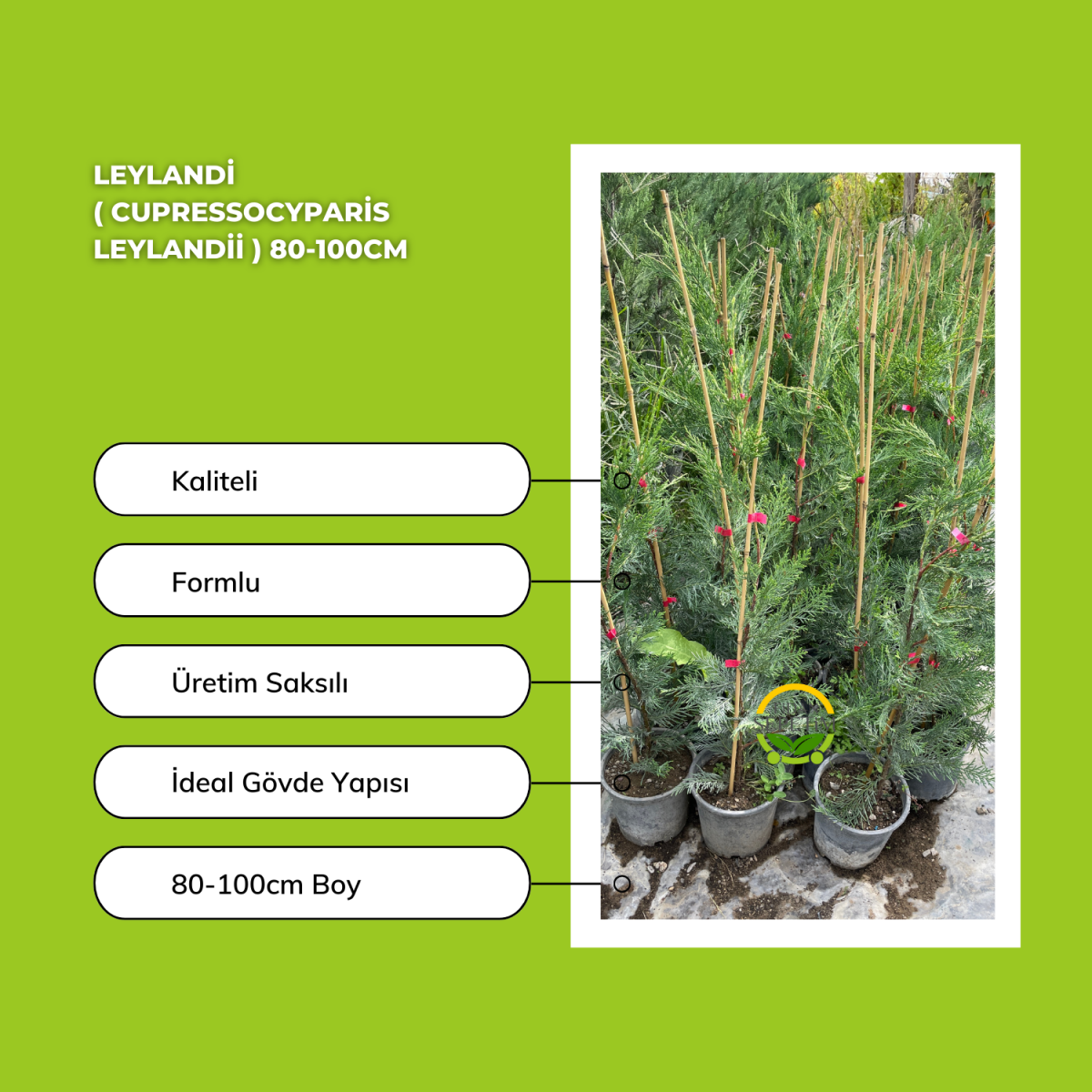 Leylandi ( Cupressocyparis leylandii ) 80-100cm