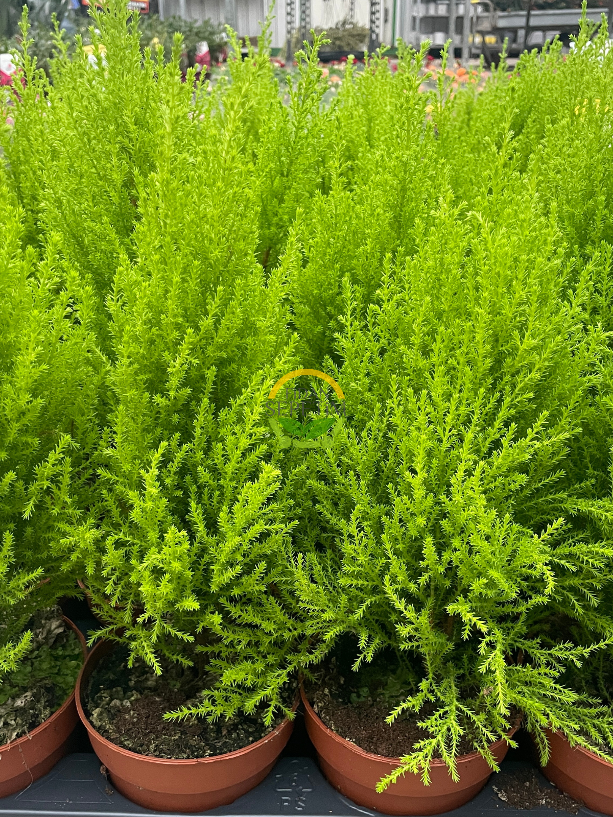 Limoni Servi - Cupressus macrocarpa 'Wilma Goldcrest' 30-50cm Limoni Servi - Cupressus macrocarpa 'Wilma Goldcrest' 30-50cm