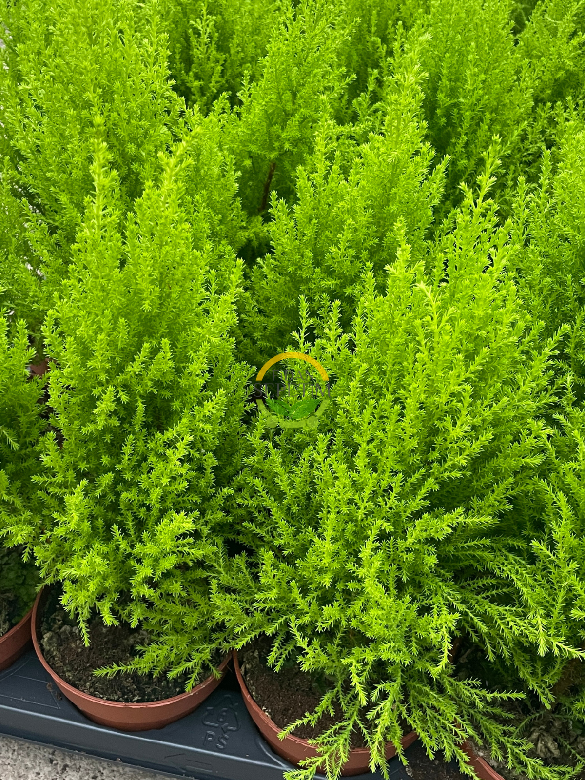 Limoni Servi - Cupressus macrocarpa 'Wilma Goldcrest' 30-50cm Limoni Servi - Cupressus macrocarpa 'Wilma Goldcrest' 30-50cm